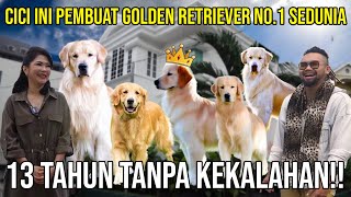 CICI INI PEMBUAT GOLDEN RETRIEVER NO.1 SEDUNIA!! 13 TAHUN TANPA KEKALAHAN  #indoexotic