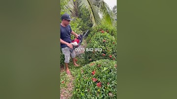 Máy Tỉa Cành Cây- Tỉa Hàng Rào Chạy Xăng 2 Thì HT230 - HT-230, Cắt cây sân vườn , sân Gold, RESORT