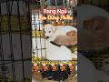 ...Nhưng tui chỉ muốn phiền khi bạn Ngủ thôi 😜 #pets #dog #cutedog #funnydog #funny