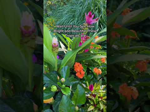 Video: Tropical Hibiscus Container Havearbejde - Tips til at plante Hibiscus i potter