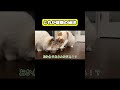 これが健康の秘訣　#猫 #おもしろ #アテレコ #ニャンチューバーつくし