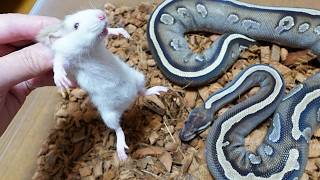 拒食の蛇を目覚めさせるために生きたネズミを入れてみると