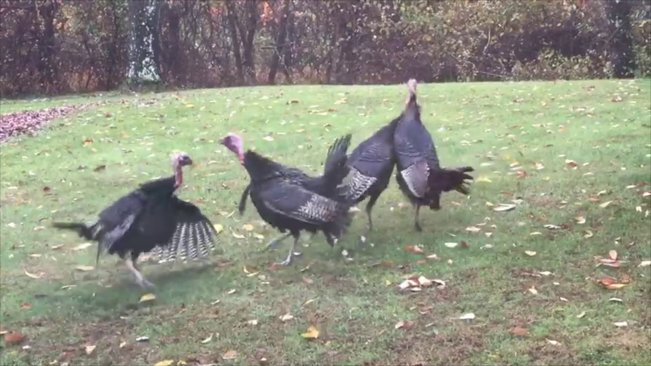 Wild Turkey Fight YouTube