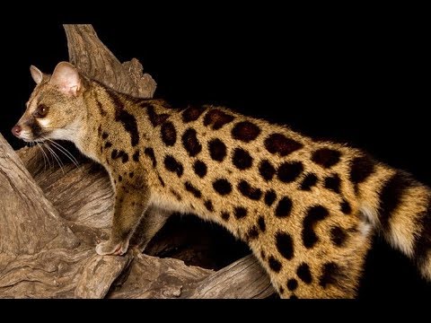 genet cat