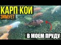 КАРП Зимой в моем ПРУДУ | Зимовка КАРПОВ КОИ в пруду | Подводная съемка | как перезимовал карп кои