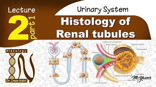 2a-Histology of Proximal convoluted tubules-Urinary system