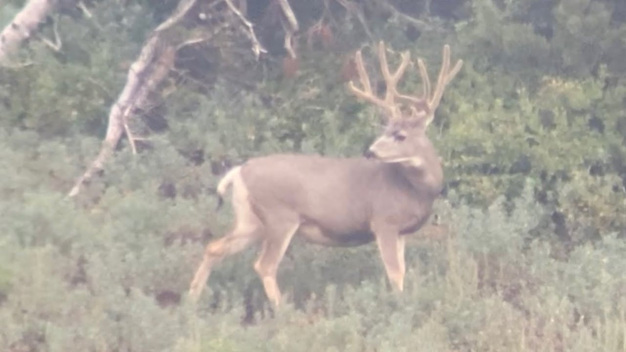 2022 Archery Hunting MonsterMuleys YouTube