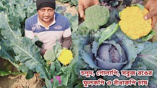 নানা রঙের ফুলকপি ও বাঁধাকপি চাষের সময়, বীজের দাম, ঠিকানা ও পরিচর্যা । #চাষবাস