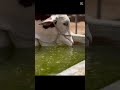 #cattle #cattlefarm #cattle #cow