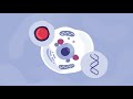 Batten Disease and Gene Therapy Quiz