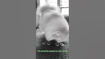 Can you GUESS the color? #keyrambit