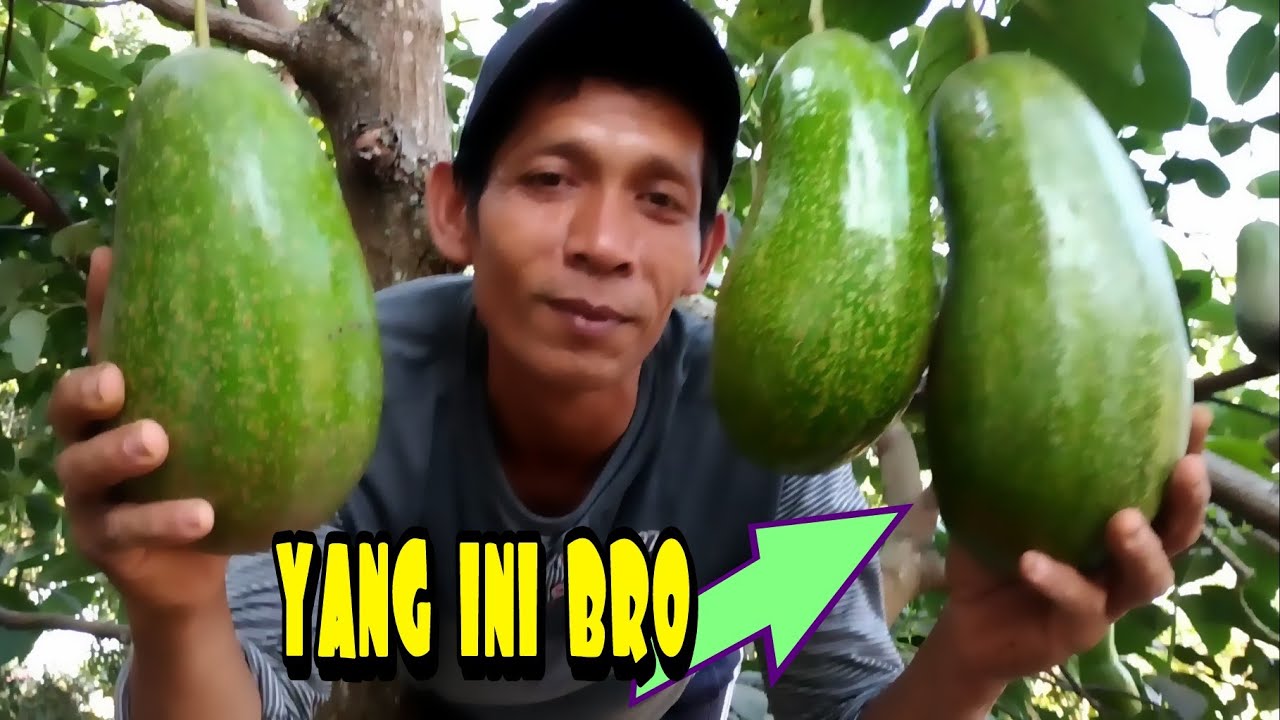 Buah alpukat besar seperti ini menakjubkan 