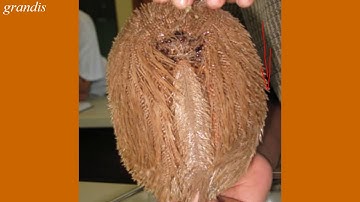 Echinoderm video 28 - Echinoidea