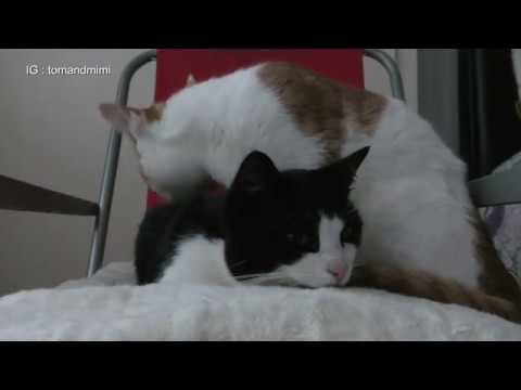 cat-sleeps-on-top-of-another-cat-|-4k