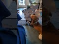 #beagle