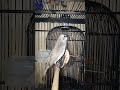 Burung mockingbird yang marah Ngerol gekke Mbeset mengisi MAK LAMPIR