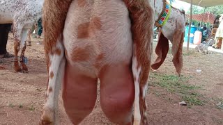 Luddan Mandi Doodhwali Bakriyan 2021 Bakra Mandi Stan Makhi Cheeni Bakriyan