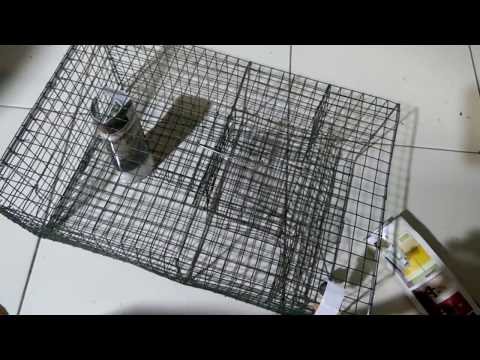 Unboxing Perangkap Tikus Massal Unboxing Perangkap Tikus Massal