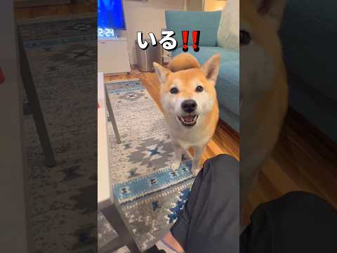 犬用おやつ【柿の種】に大喜び🐶🐶‼️#柴犬 #チワワ #shorts