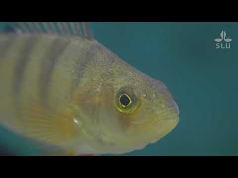 Video: Hur Man Bestämmer Fiskens ålder
