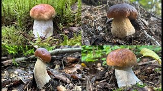 картинка: НОВАЯ ГРИБНАЯ ЛОКАЦИЯ! ГРИБНИК ЗАБРАЛСЯ В ЛЕС И НАШЕЛ МНОГО ДОСТОЙНЫХ ГРИБОВ | БЕЛЫЕ ГРИБЫ 2025