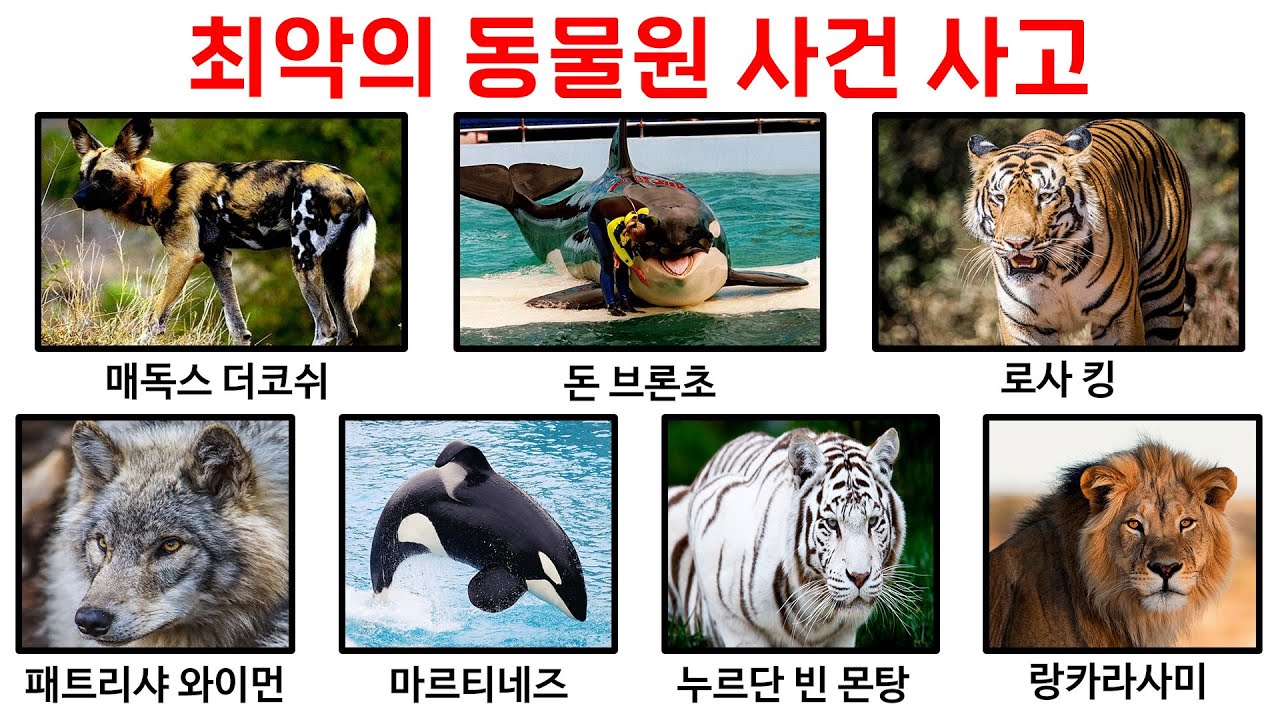 역대급 최악의 동물원 사고 TOP7