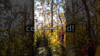 5 Amazing Facts About Cedarwood You Didnt Know