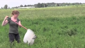 Potato Leafhopper Sampling in Alfalfa