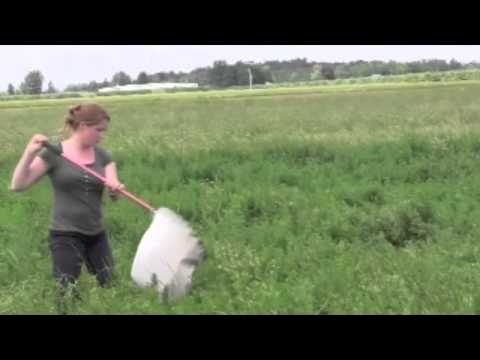 Video: Hop-achtige Alfalfa
