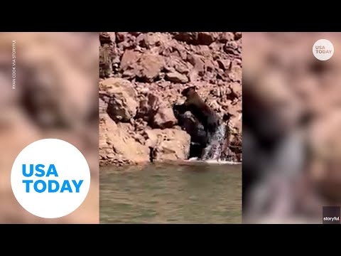 Fisherman spots bear swimming in California lake | USA TODAY