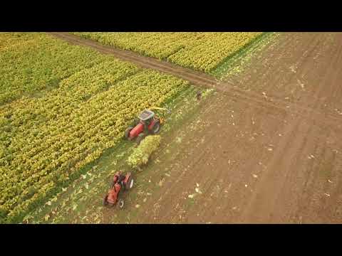 Vuelo con dron - Evaluación de daños en cultivo de Tabaco