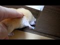 扉の向こうに行きたい理由がかわいすぎる!おもしろ可愛いハムスターThe reason that I'd like to go over the door is a too cute hamster