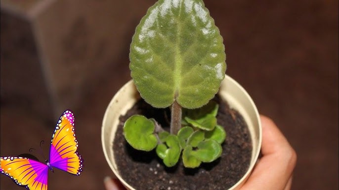 Порно ең жақсы үй қызметкері