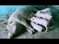 सूरी sow pig एक बार मे कितने बच्चे दे सकती है? piglets feeding on milk