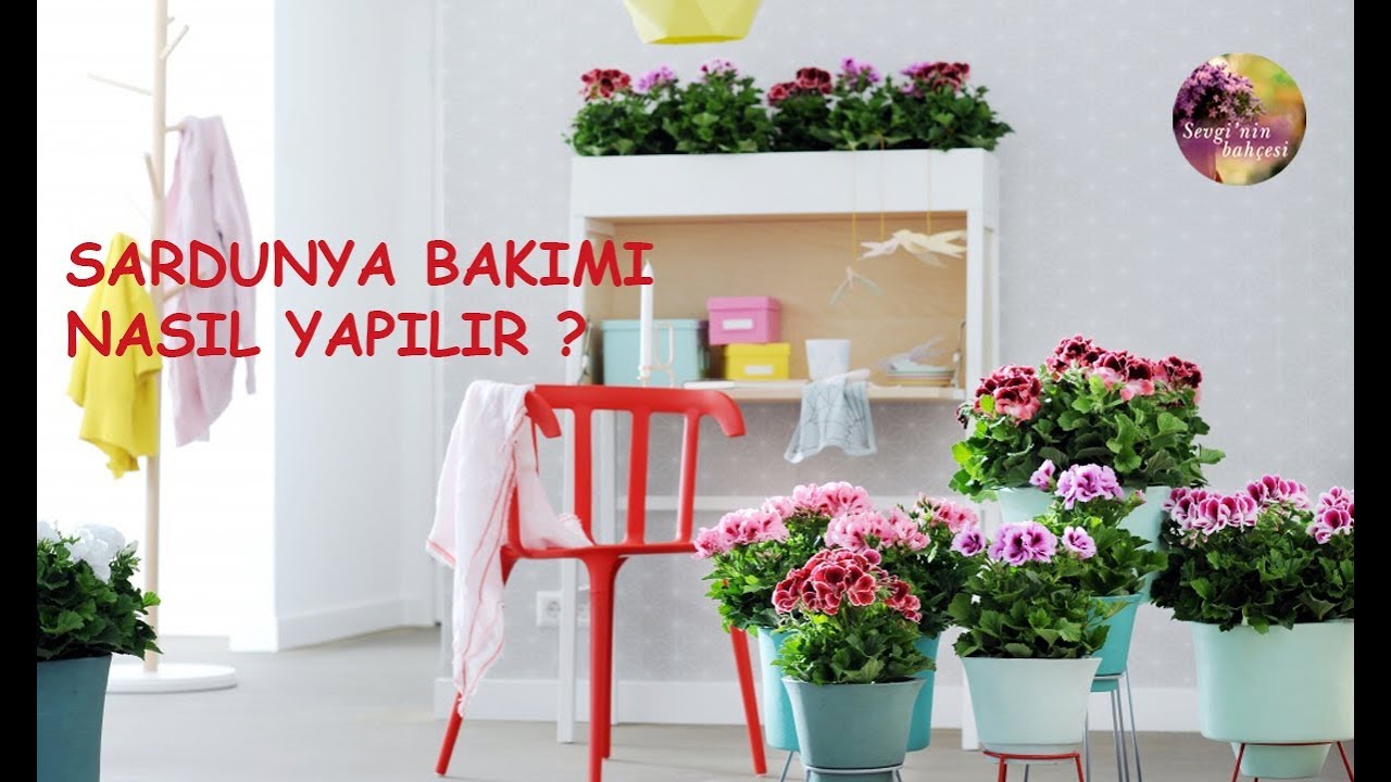 Sardunya ekimi ve Bakımı Nasıl Yapılır? How to care pelargonium? (ENGLISH CC)