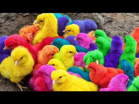 World Cute Chickens, Colorful Chickens, Rainbows Chickens, Cute Ducks, ,Cute Animals, Cat, Rabbits