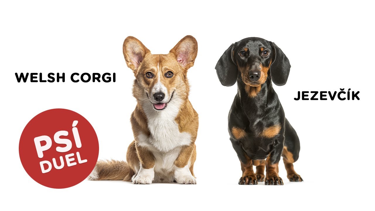 🐶 Je lepší JEZEVČÍK? Nebo vyhrál WELSH CORGI? Mrkněte se...