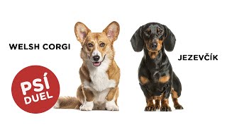 🐶 Je lepší JEZEVČÍK? Nebo vyhrál WELSH CORGI? Mrkněte se...