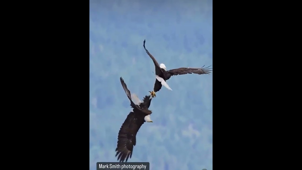 Two bald eagles were caught on video entangled on a Minnesota