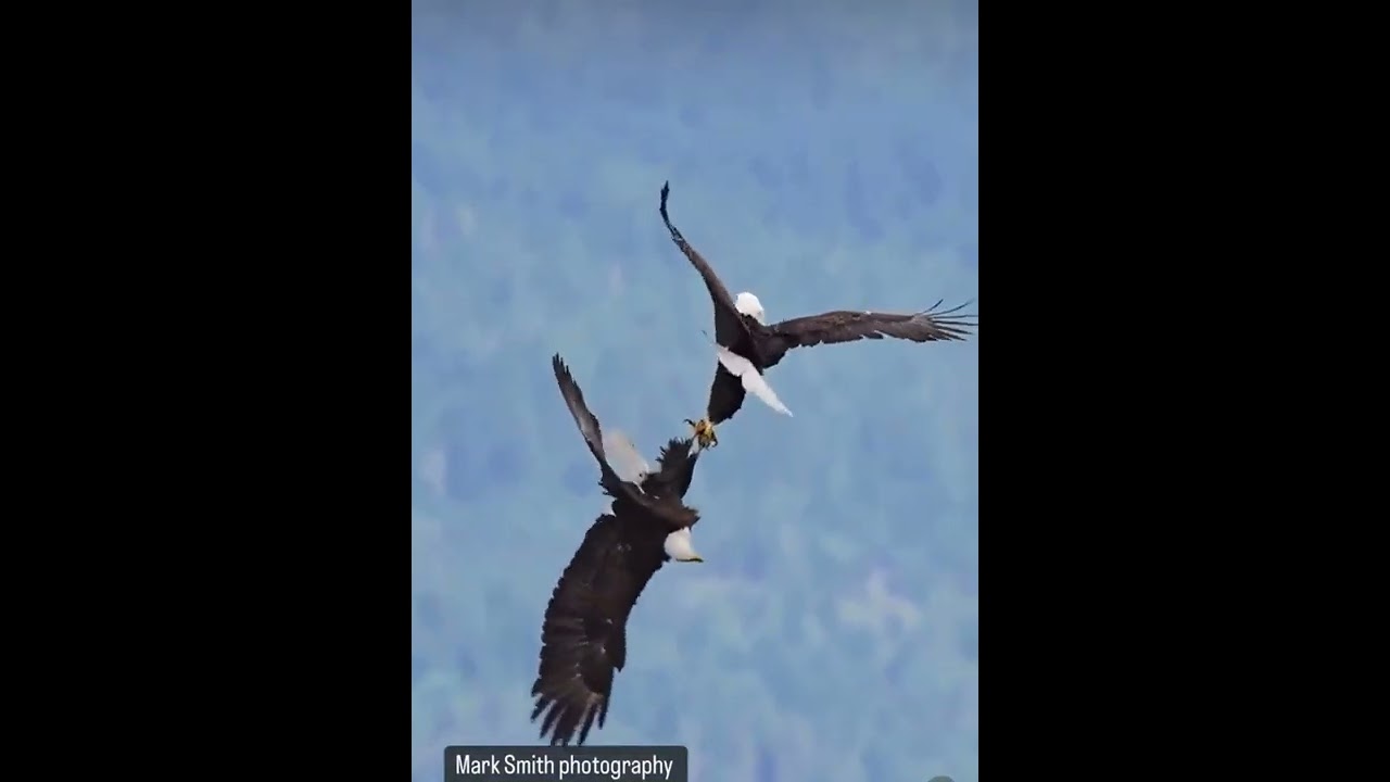 Bald eagle injured while possibly trying to mate in Lino Lakes