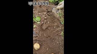 《감자 수확》땅속에 선물, 흙속에 피어난 보물