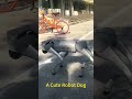 A Cute Robot Dog