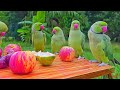 Ringneck parrot nature