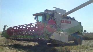 Raps Ernte 2011