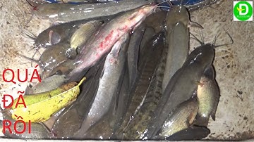 281  Lần Đấu Anh Tám Cắm Câu Mồi Này - Dính Cá Là Ghiền | Đất Phương Nam