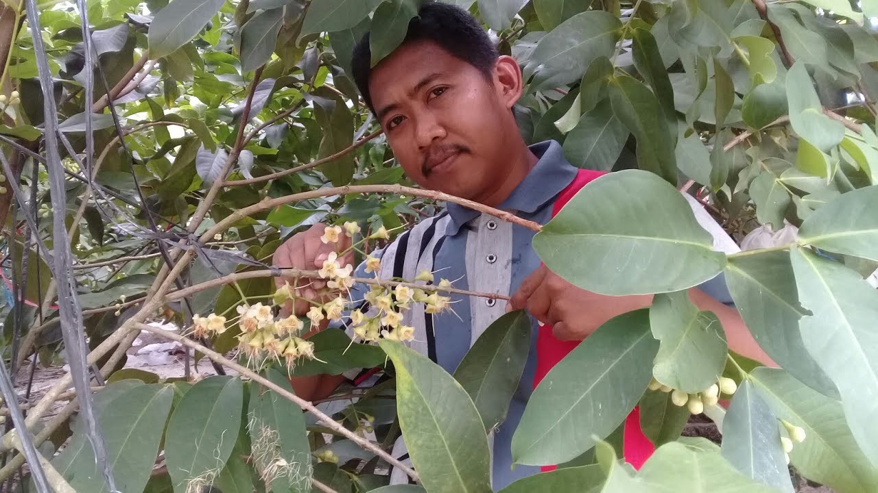 CARA DAN TEKNIK AGAR BUNGA DAN BUAH TIDAK RONTOK