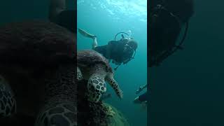 Sea Turtle Snacking on Algea