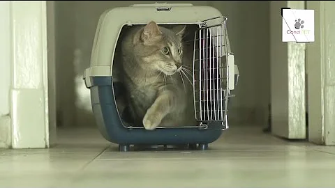¿Cuánto tiempo puedo tener a un gatito en una jaula?