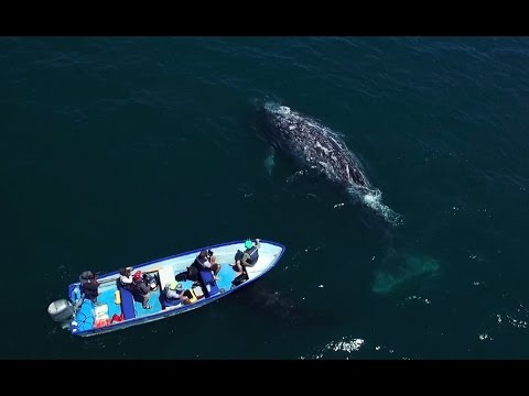 Vídeo: Com Un Dron Va Anomenar SnotBot Es Va Convertir En Un Canviador De Jocs En La Conservació De Balenes