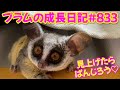 【ふと見上げると…枕元にぱんじろう（笑）】Bushbaby Plum&#39;s Growth Diary ショウガラゴ プラムの成長日記